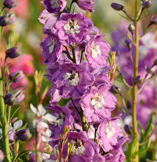 Larkspur