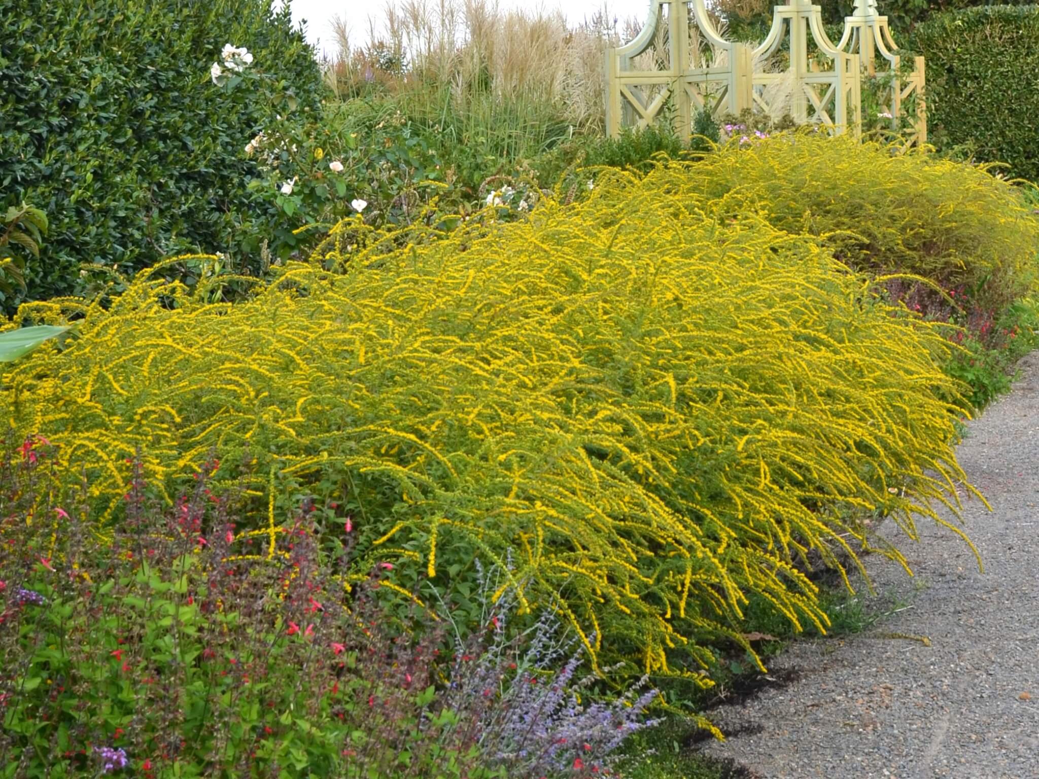 Goldenrod - 3