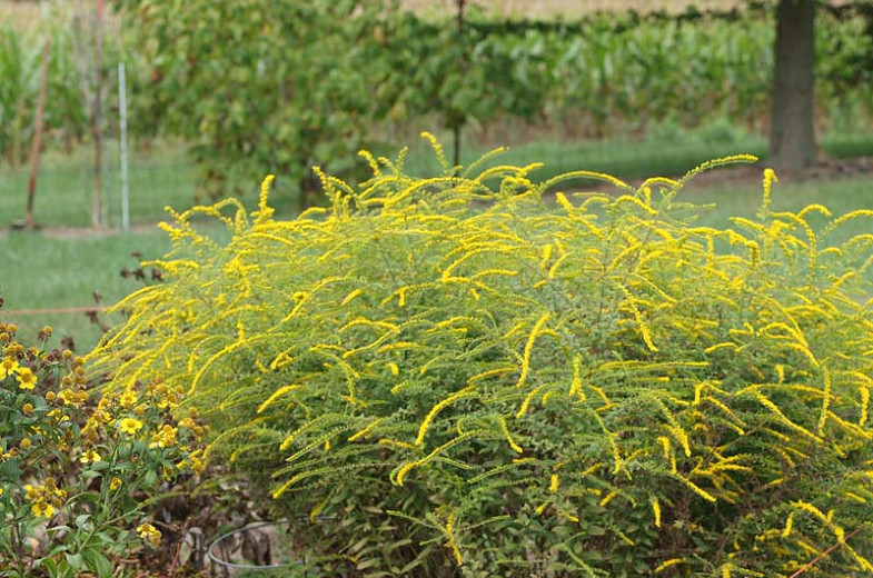 Goldenrod - 2