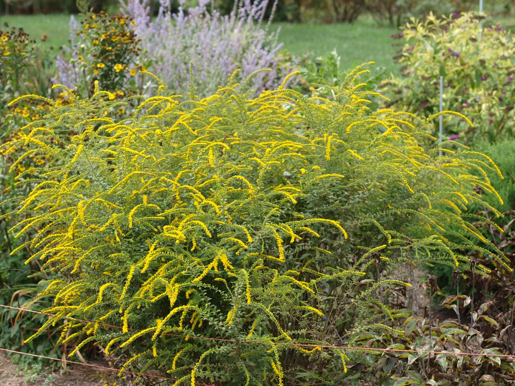 Goldenrod - 1