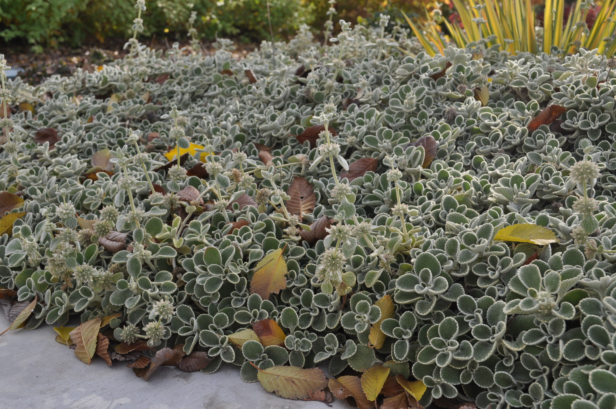 Silver Edged Horehound