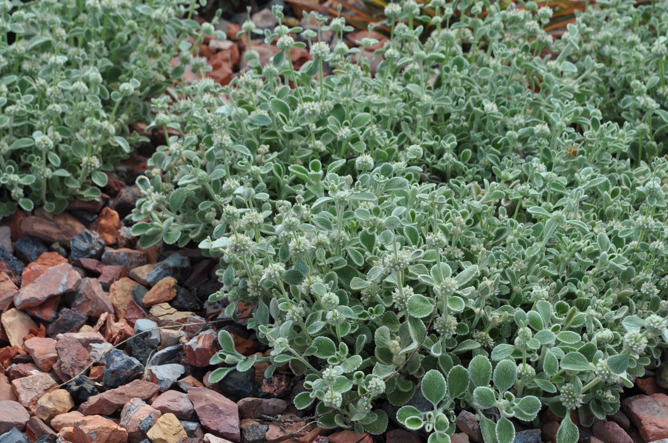 Silver Edged Horehound - 4