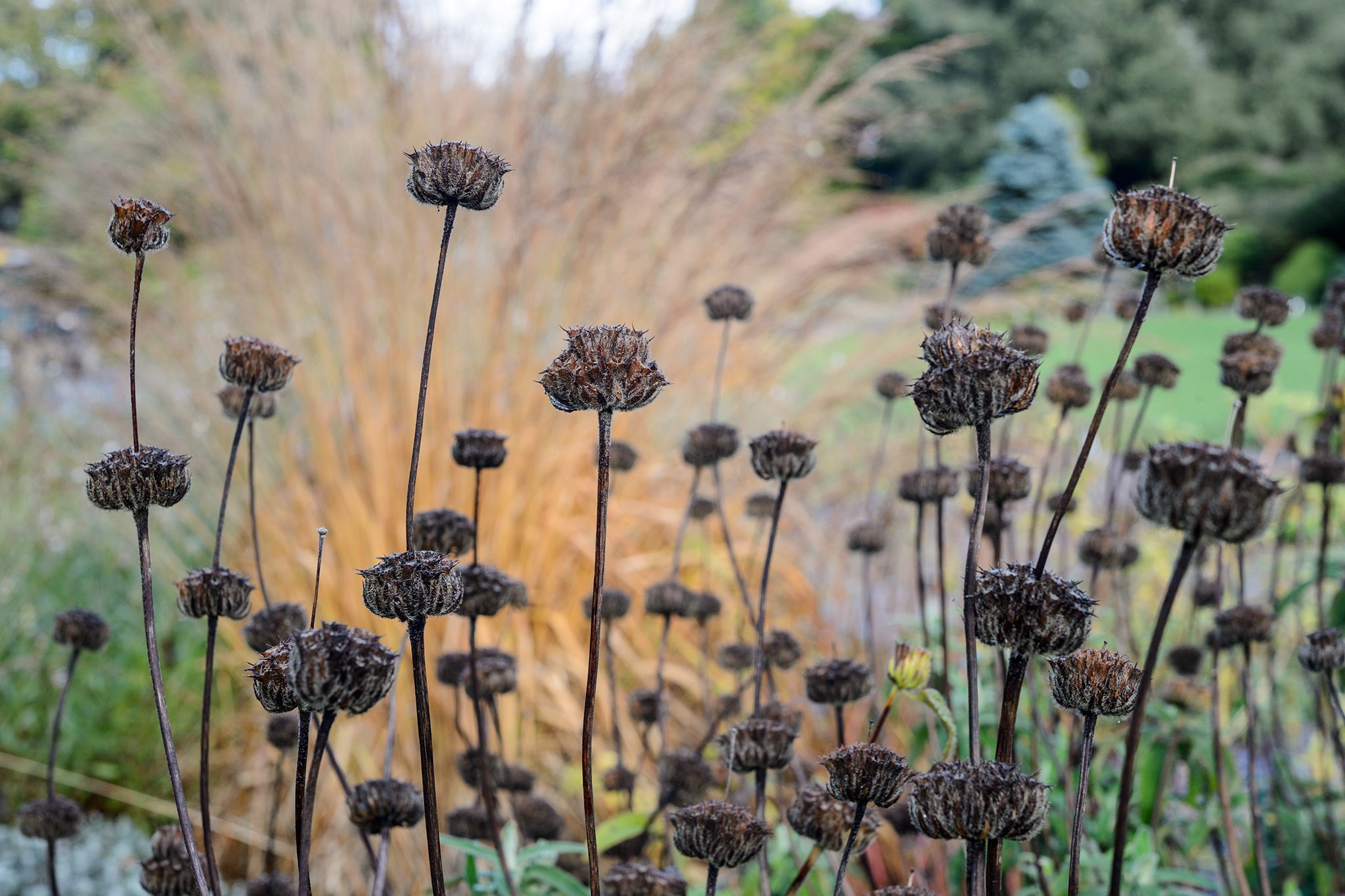 Hardy Jerusalem Sage - 0