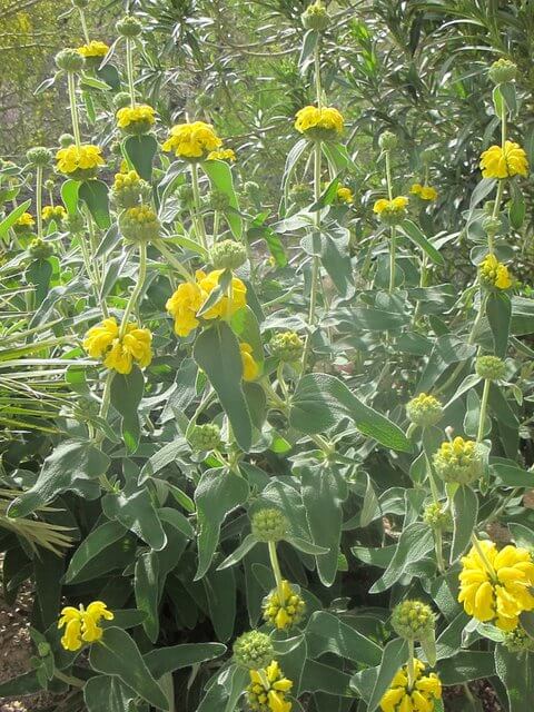 Hardy Jerusalem Sage - 5