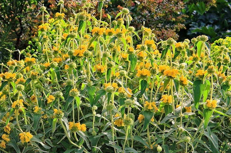 Hardy Jerusalem Sage - 3