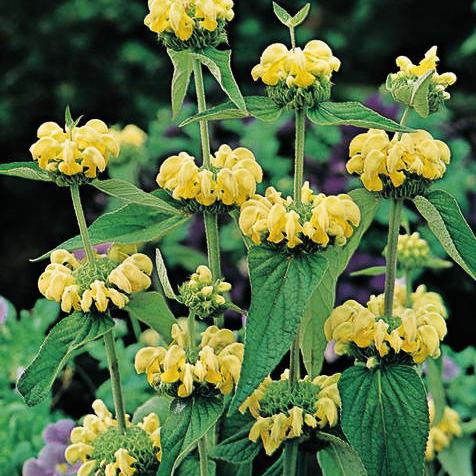 Hardy Jerusalem Sage - 4