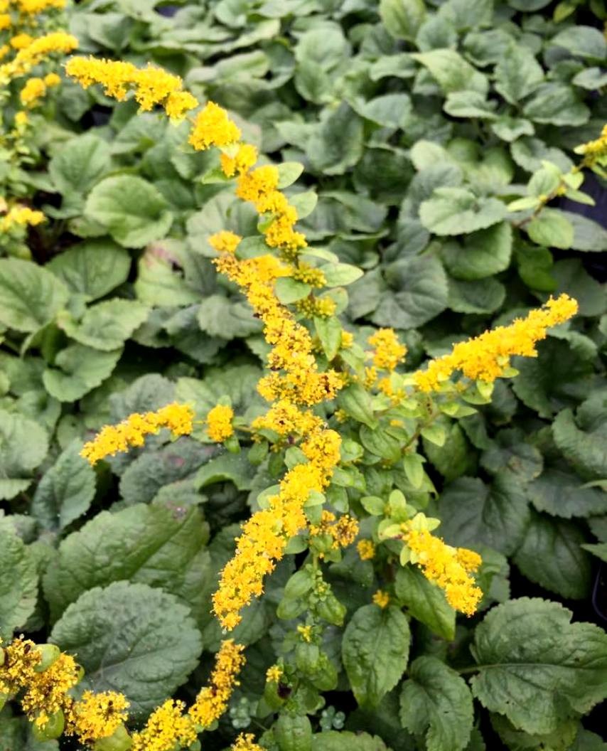 Dwarf Goldenrod