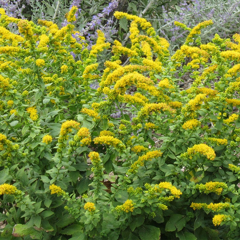 Dwarf Goldenrod - 2