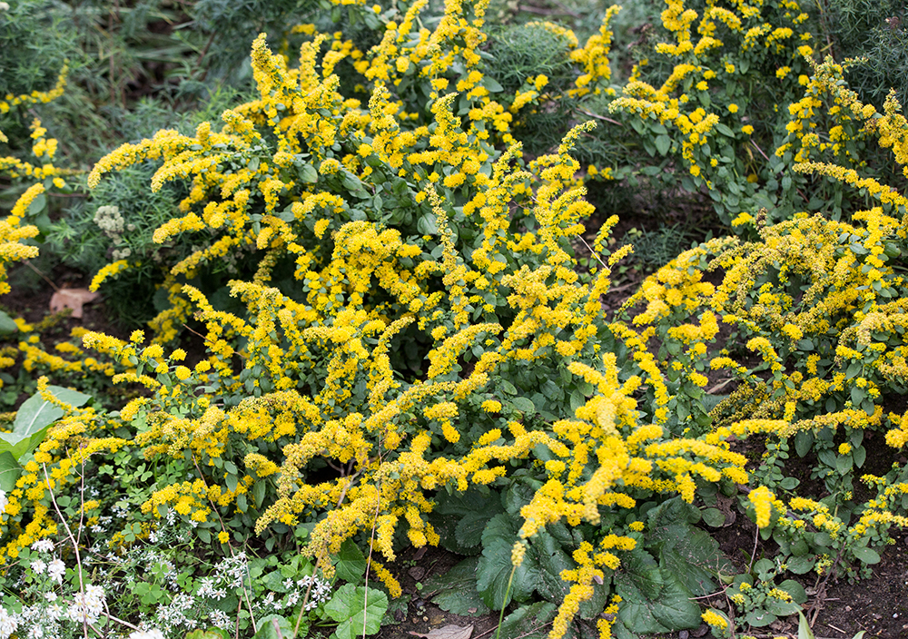 Dwarf Goldenrod - 6