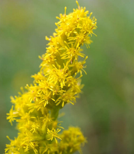 Dwarf Goldenrod - 3