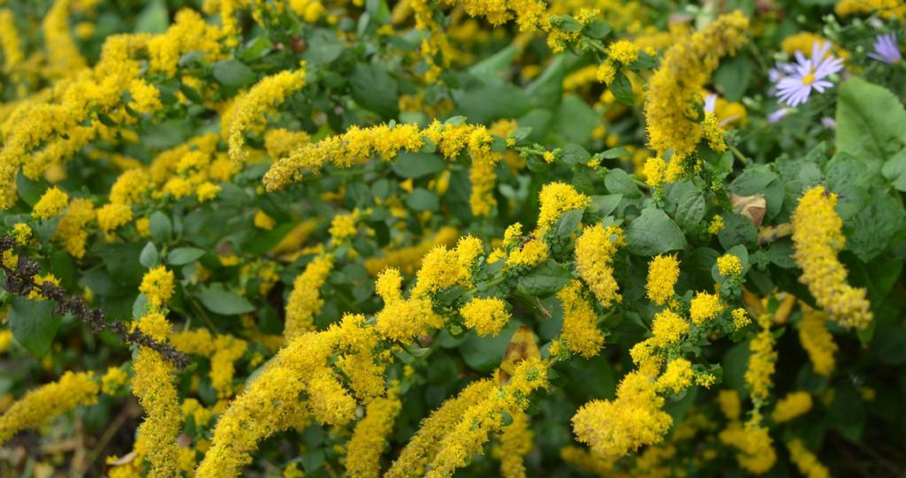 Dwarf Goldenrod - 1