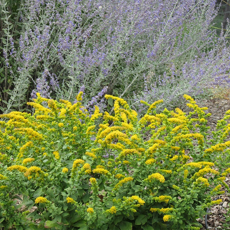 Dwarf Goldenrod - 5