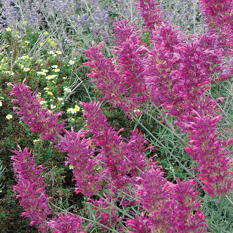 Hummingbird Mint Hyssop - 6