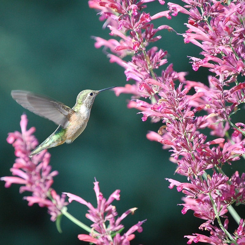 Hummingbird Mint Hyssop - 2