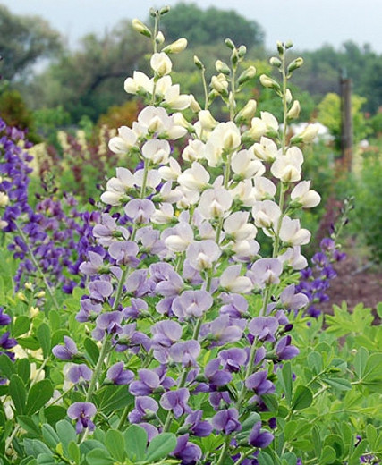 False Indigo