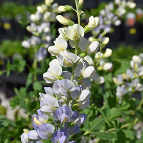 False Indigo - 1