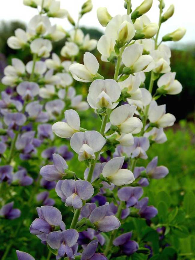 False Indigo - 4