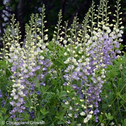 False Indigo - 3