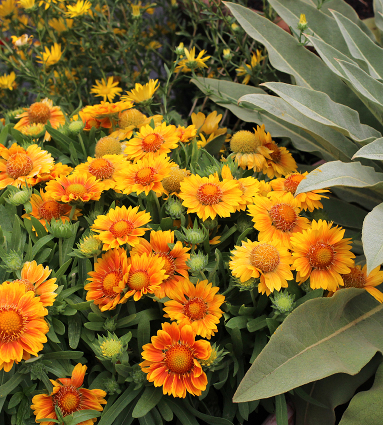 Blanket Flower - 7