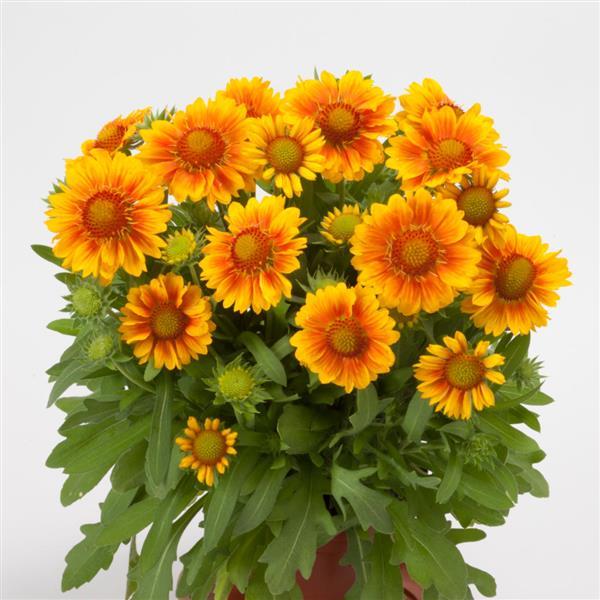 Blanket Flower - 5