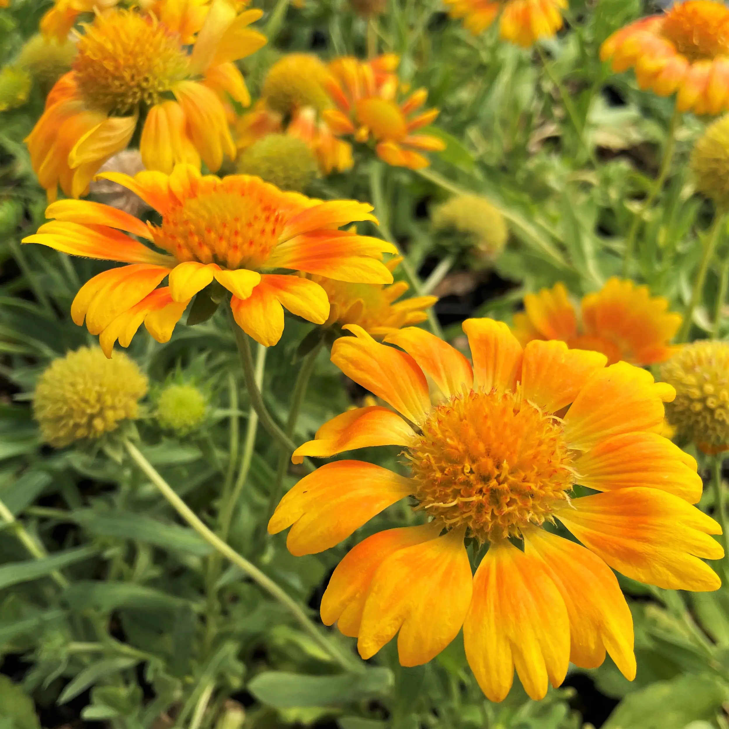 Blanket Flower - 1