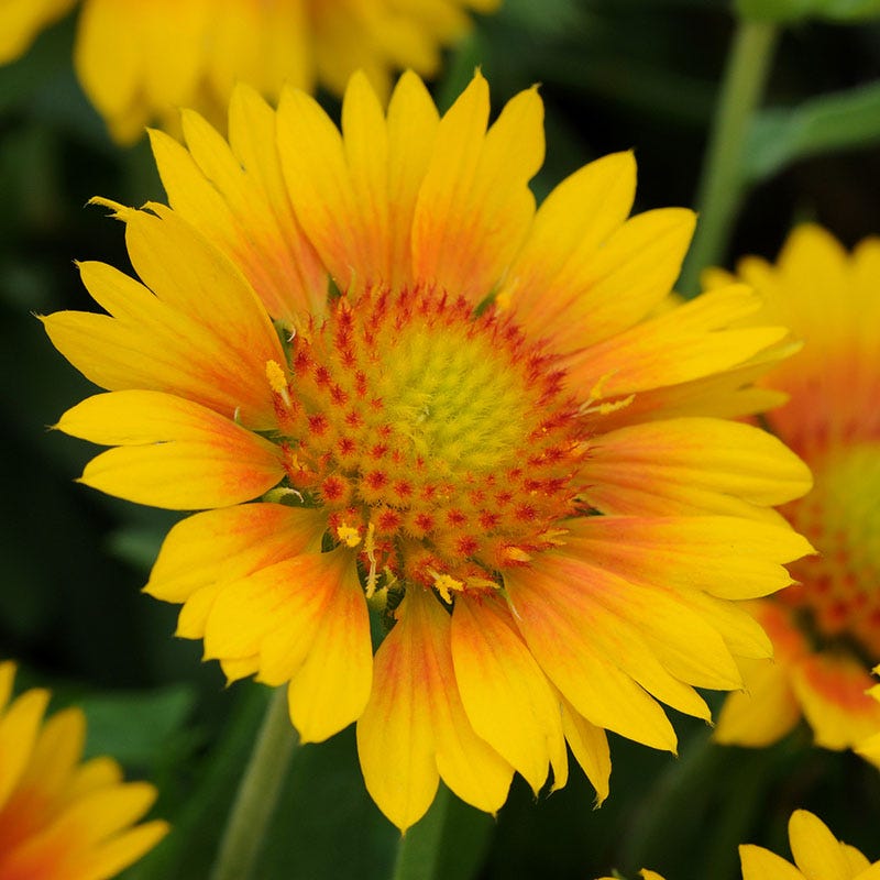 Blanket Flower - 6