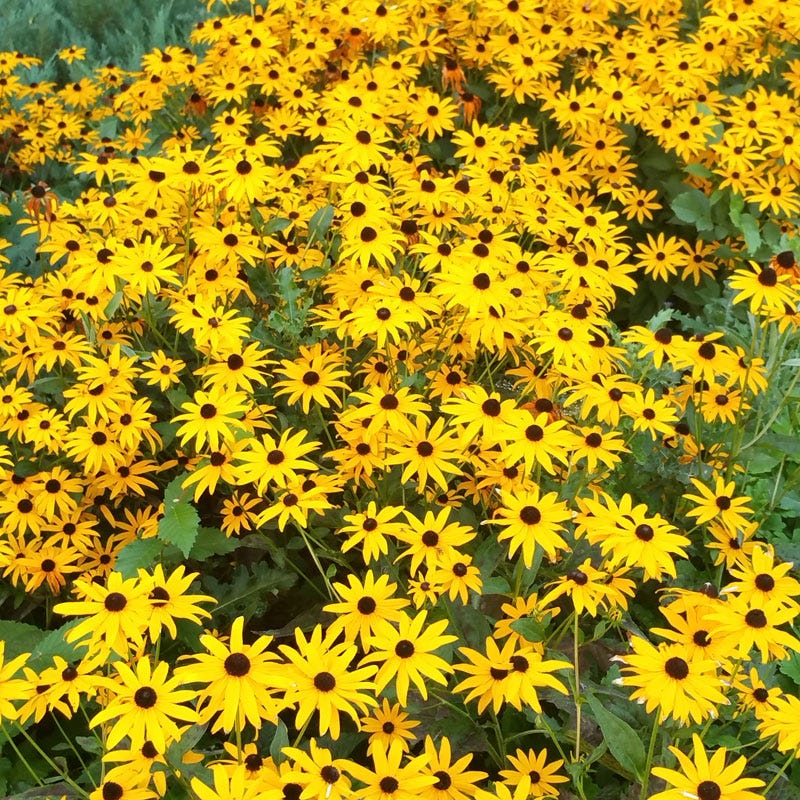 Black Eyed Susan - 3