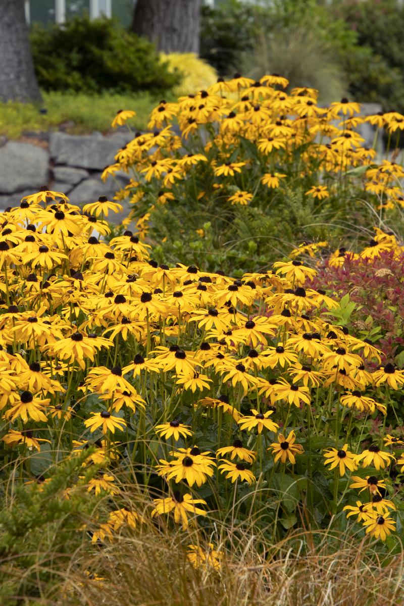 Black Eyed Susan - 1