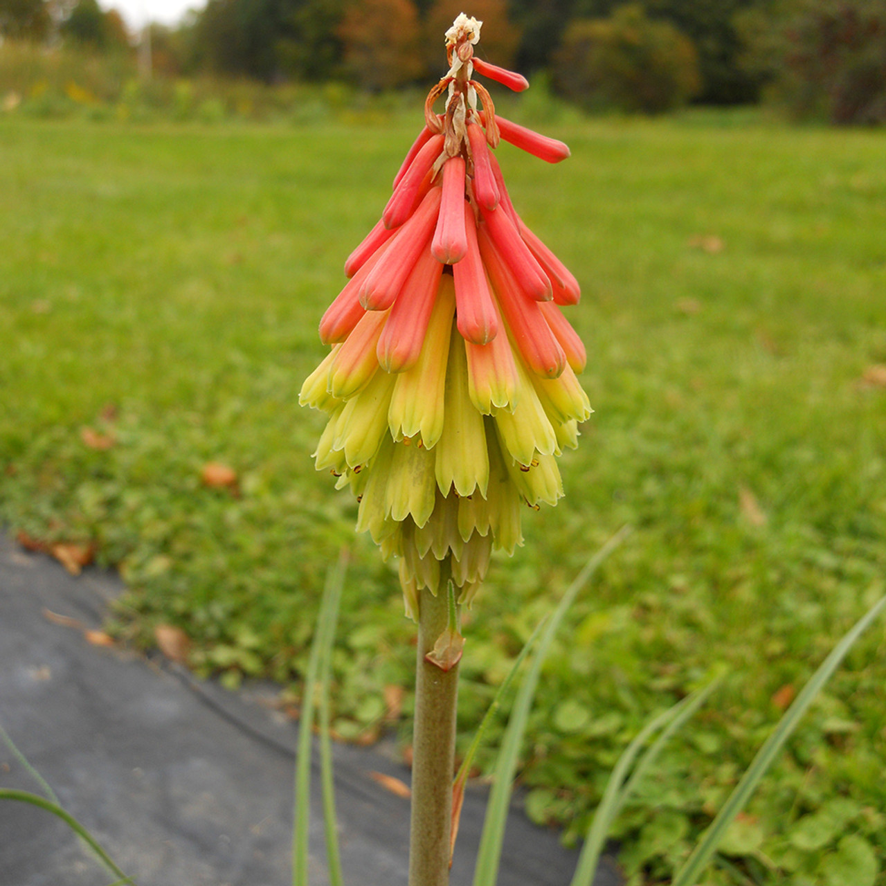 Red Hot Poker - 0