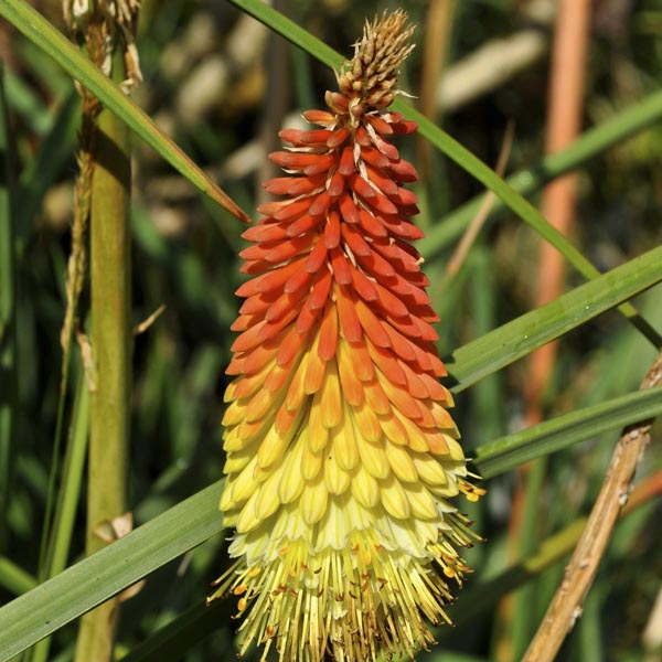 Red Hot Poker - 6