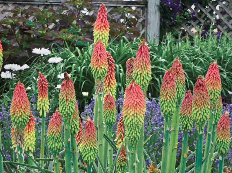 Red Hot Poker - 7