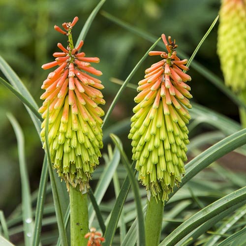 Red Hot Poker - 4