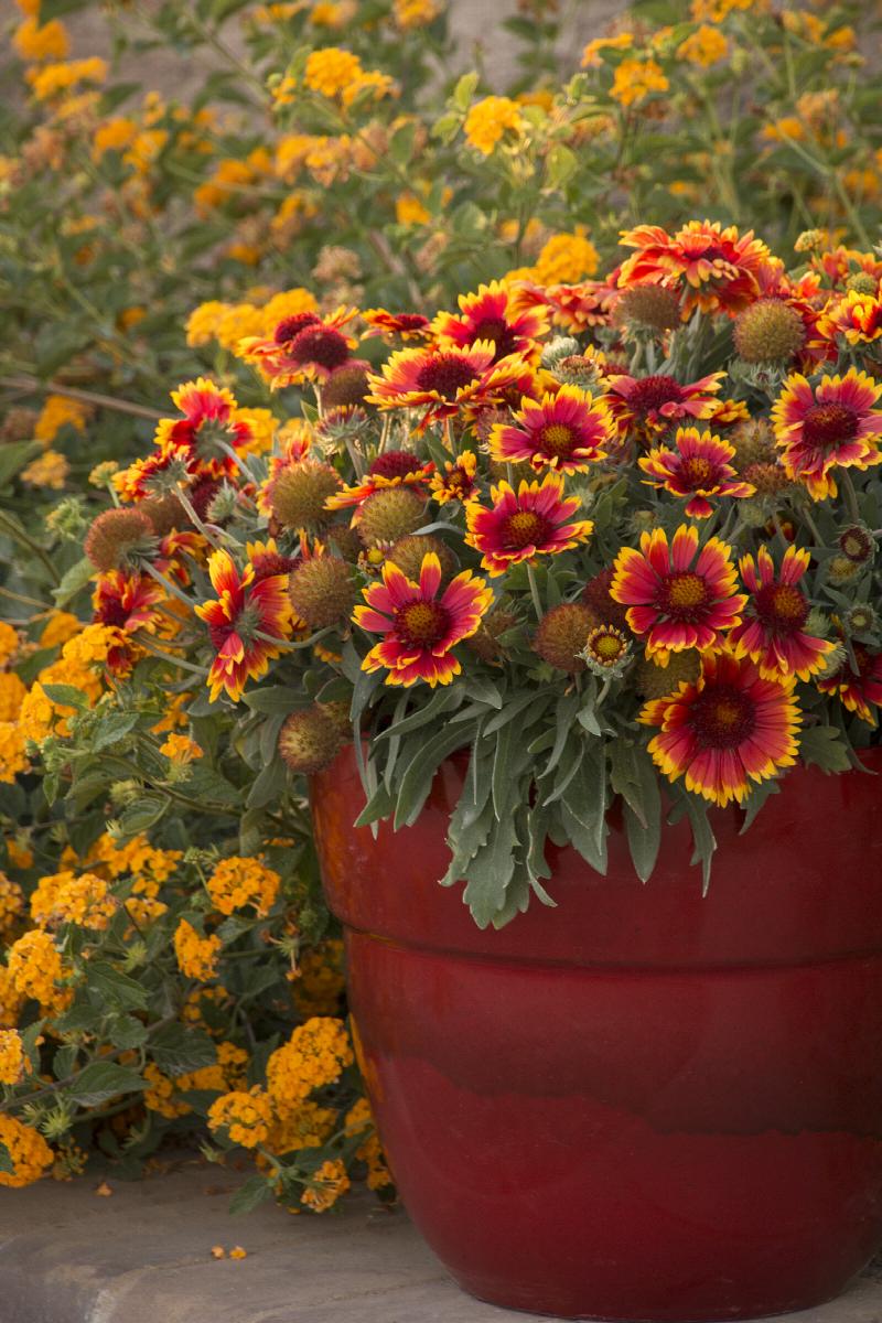 Blanket Flower