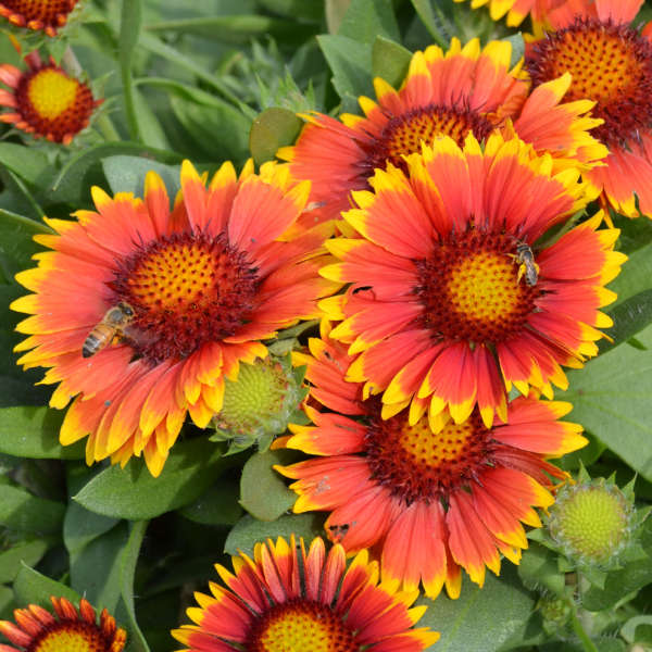 Blanket Flower - 3