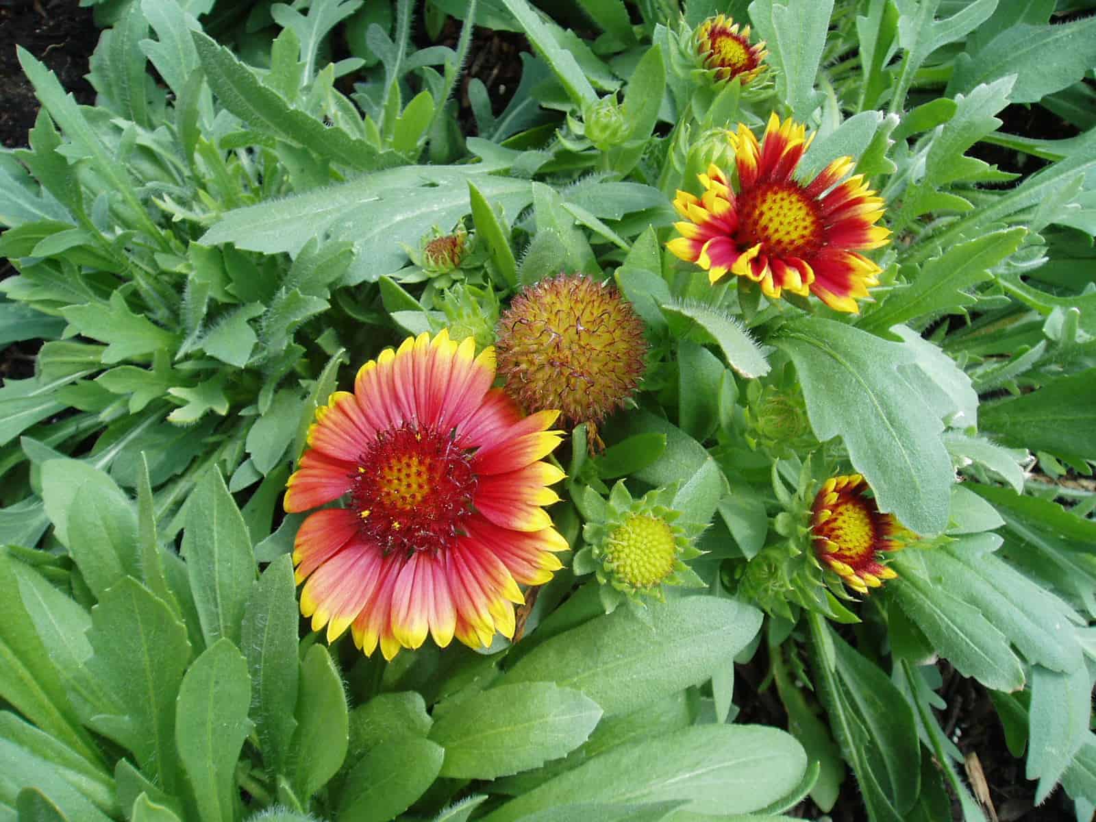 Blanket Flower - 8