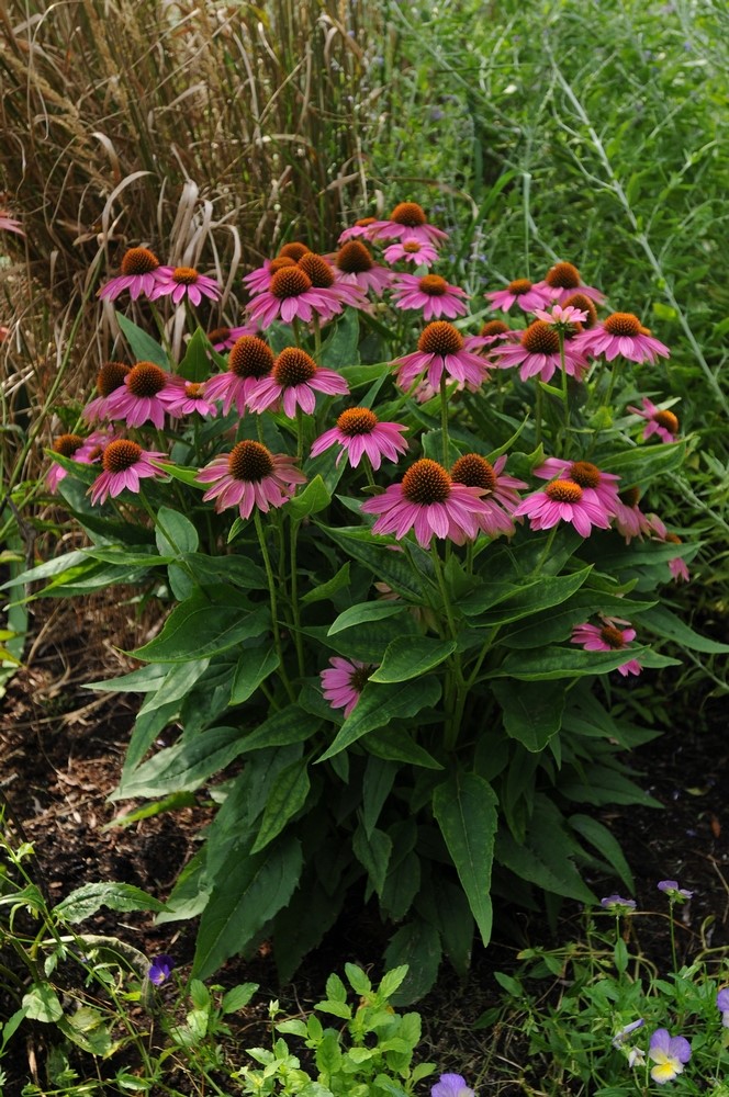 Coneflower - 6