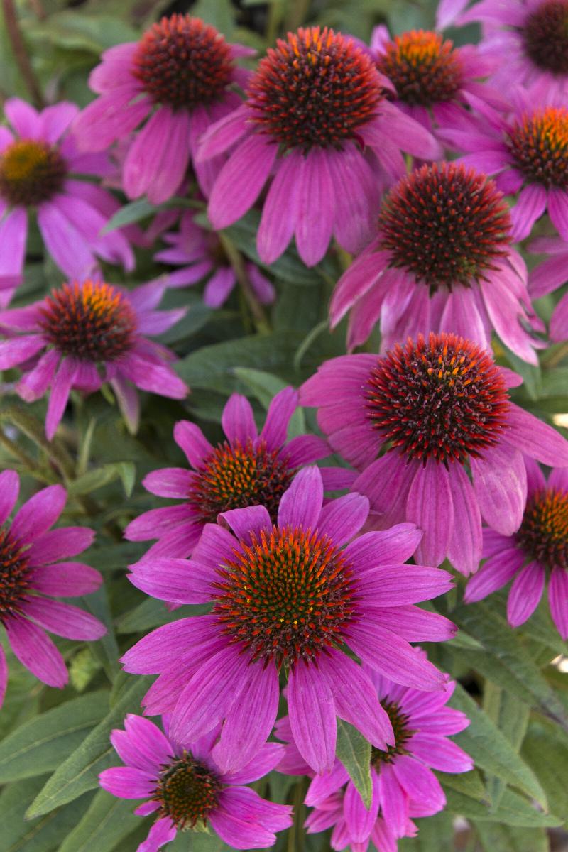 Coneflower - 7