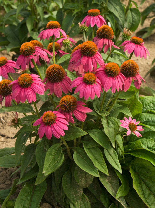 Coneflower - 8