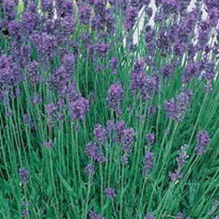 English Lavender - 3