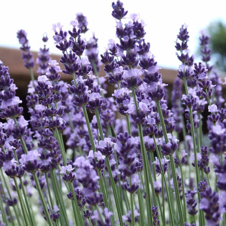 English Lavender - 1