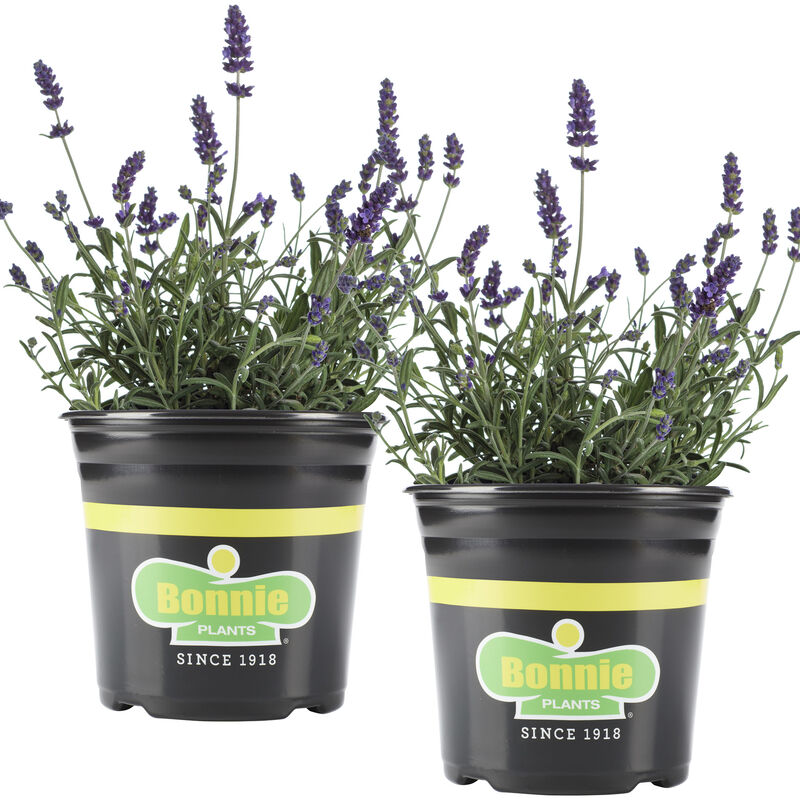 English Lavender - 2