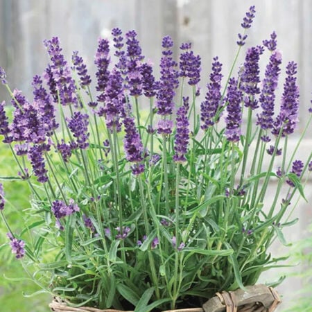 English Lavender - 4