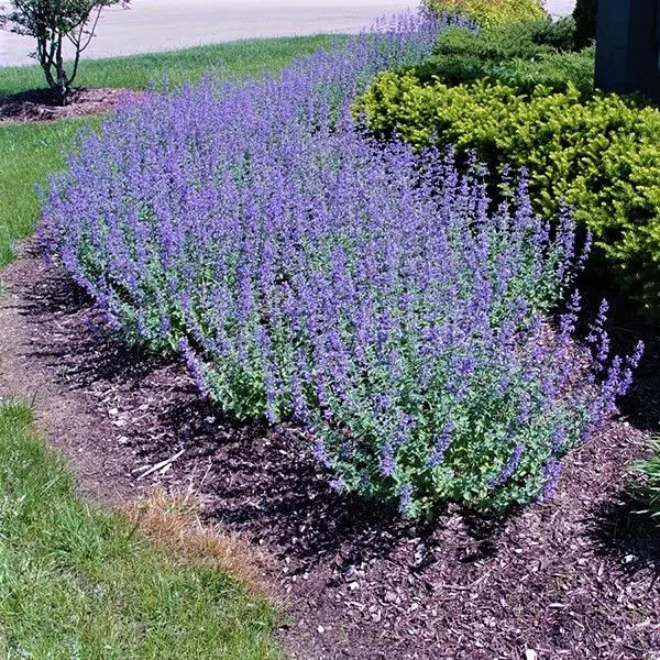 Catmint - 2