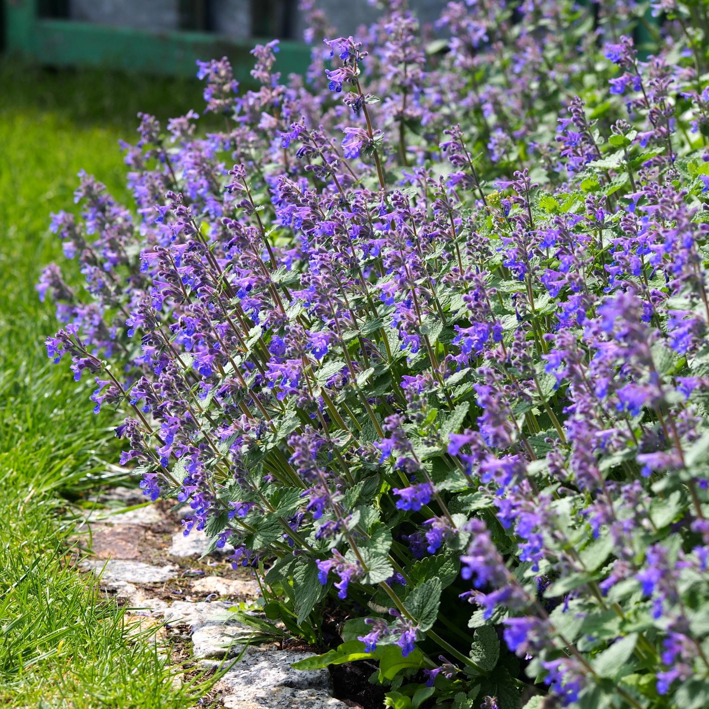 Catmint - 5