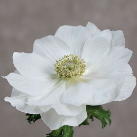 Anemone - 0