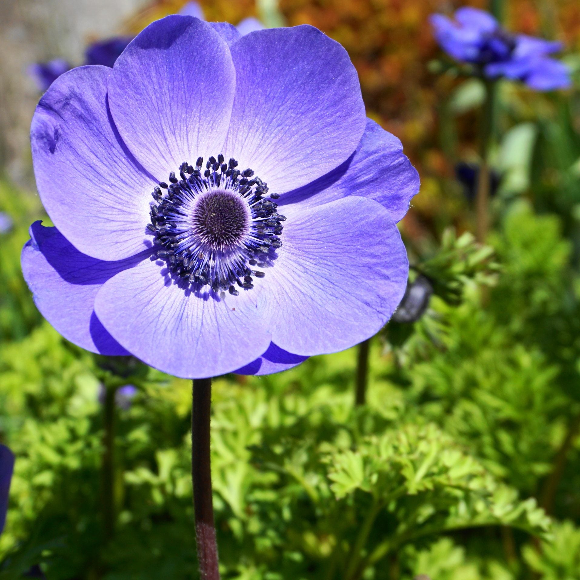 Anemone - 1