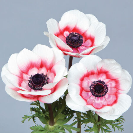 Anemone - 2