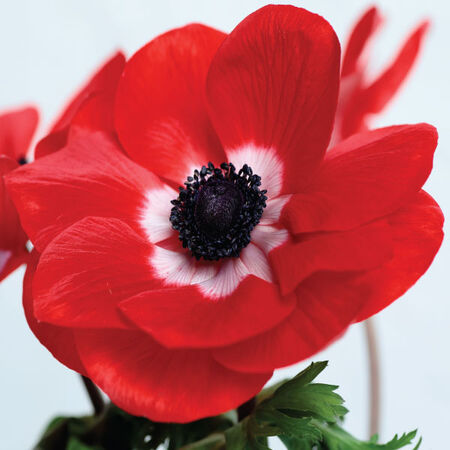 Anemone - 4