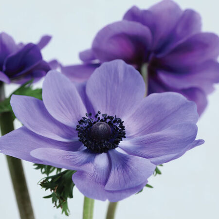 Anemone - 6