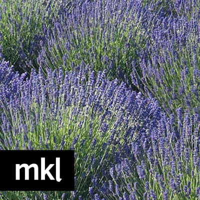 English Lavender - 0